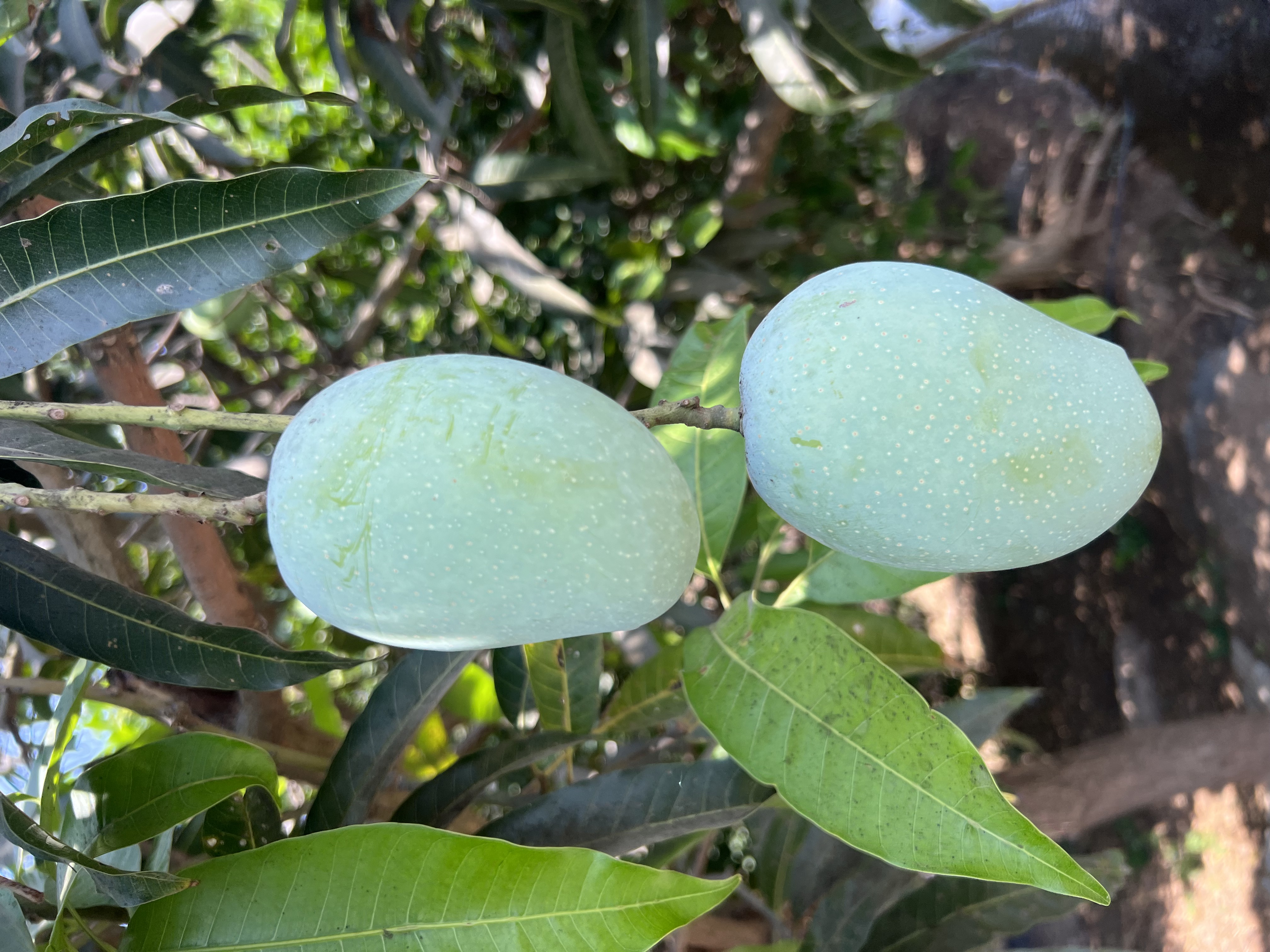 Classic Kesar Mangoes