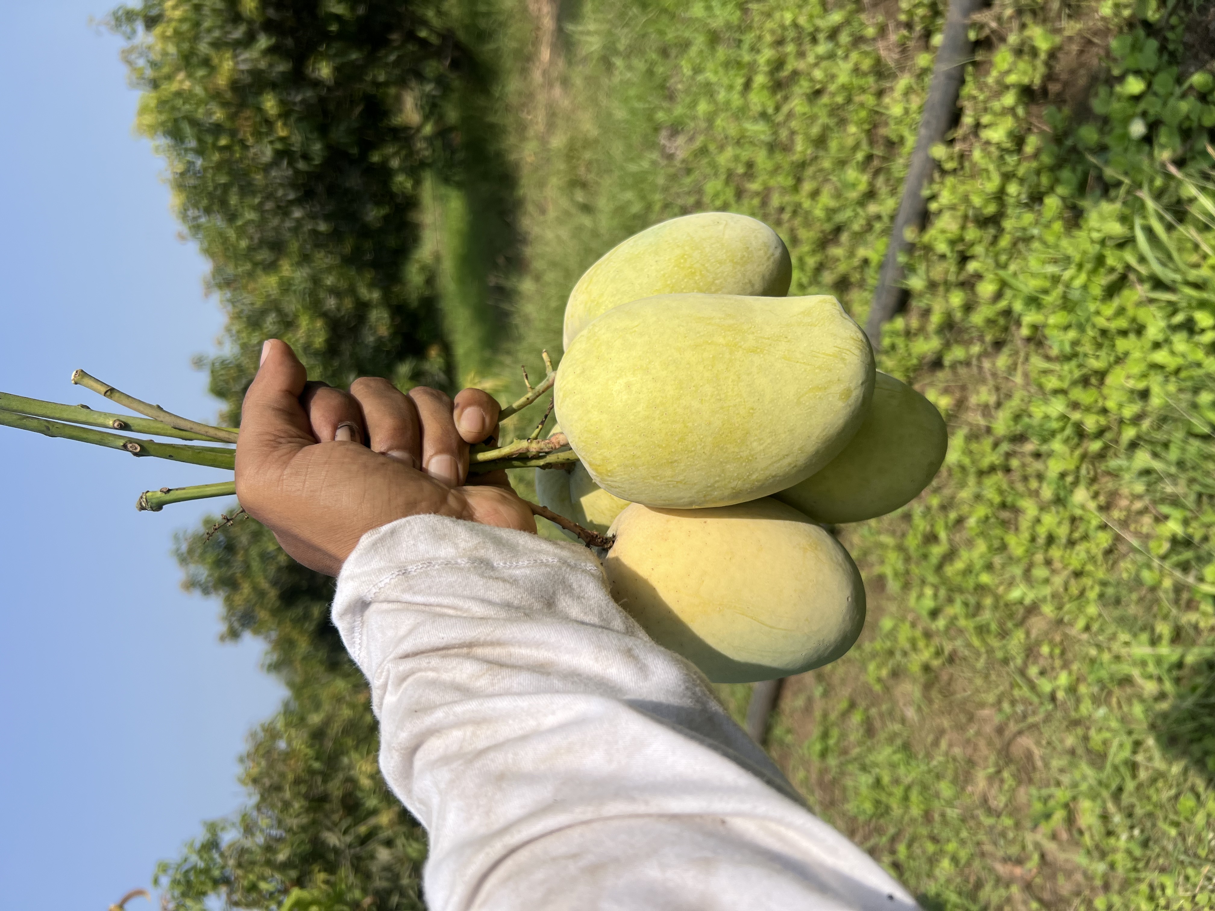Fresh Kesar Mango