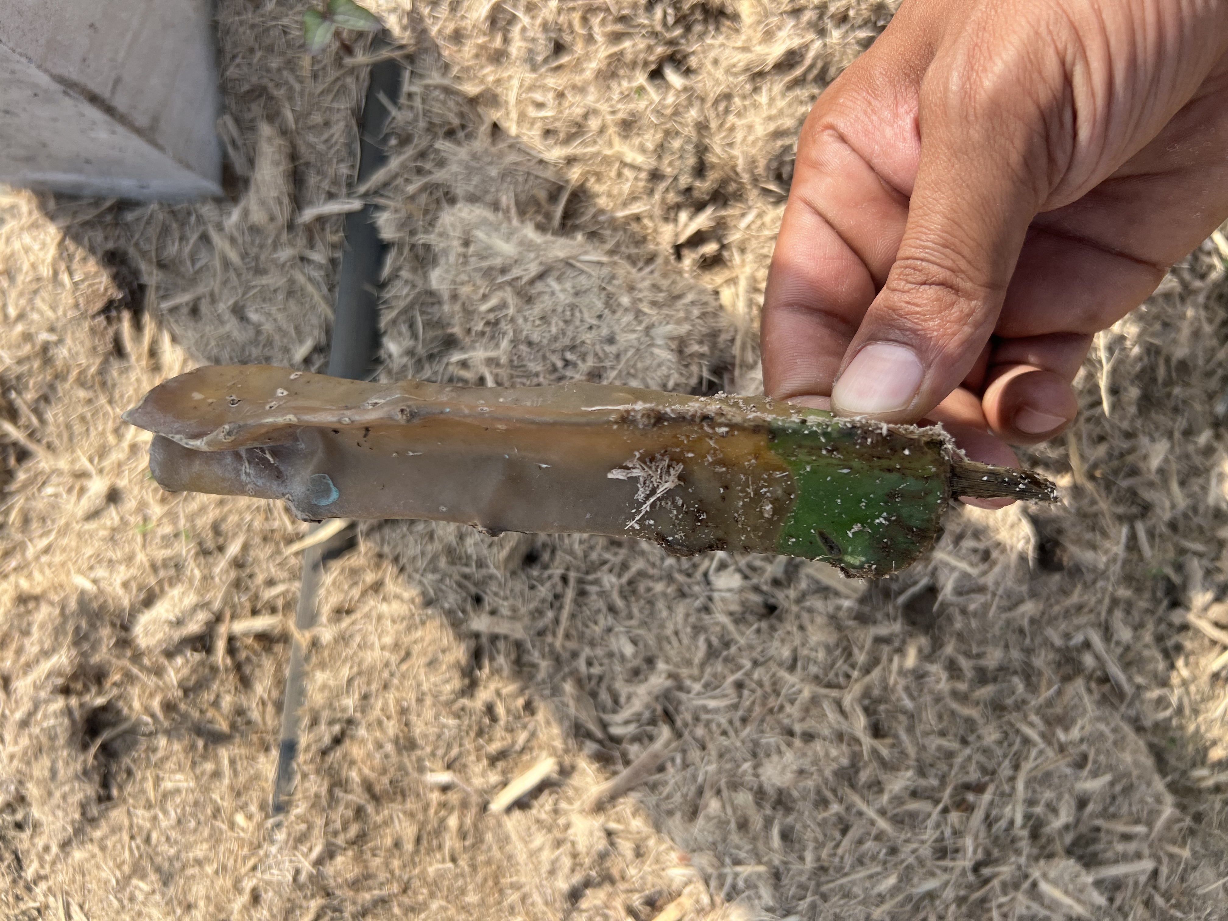 Farming harvest