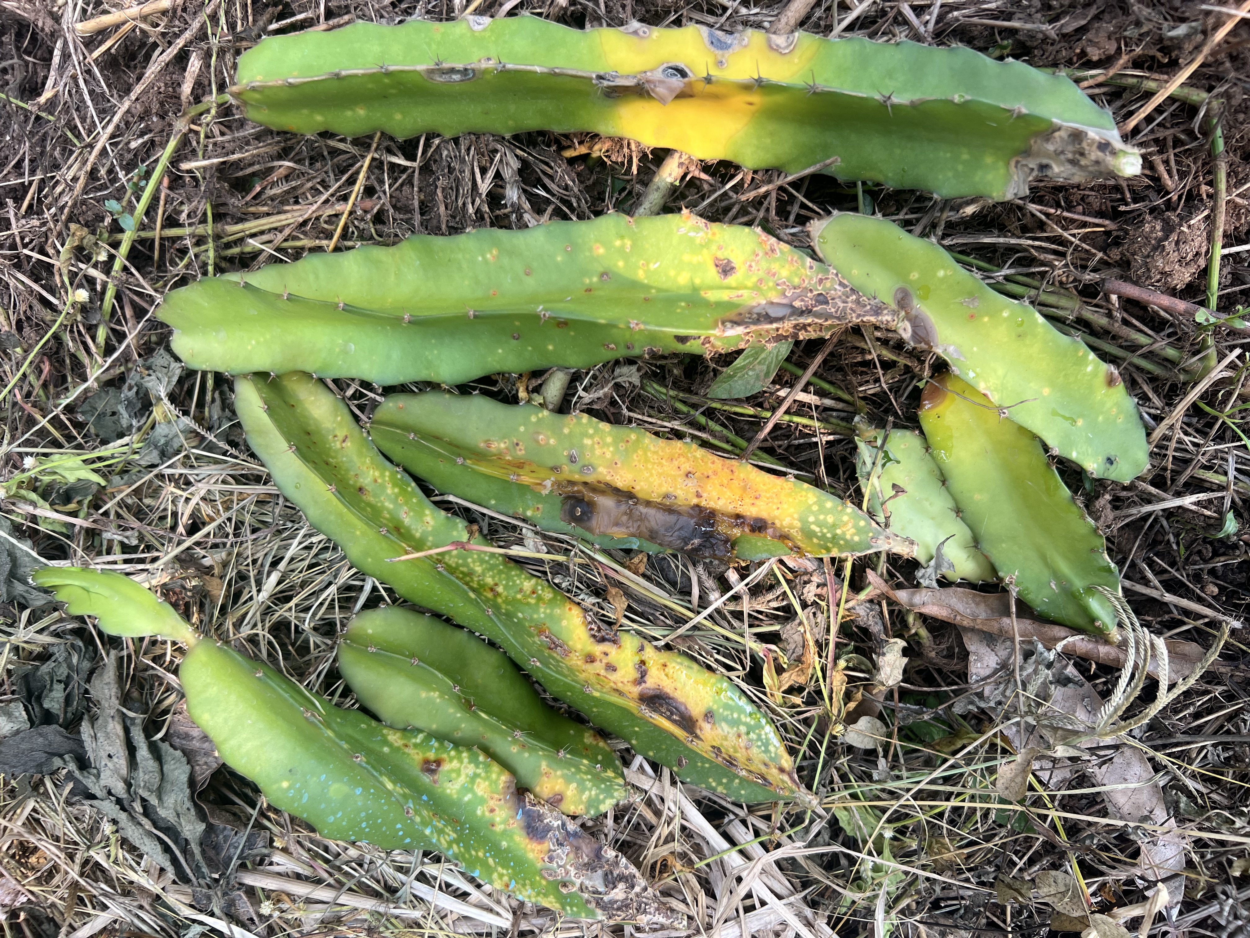 Farming harvest