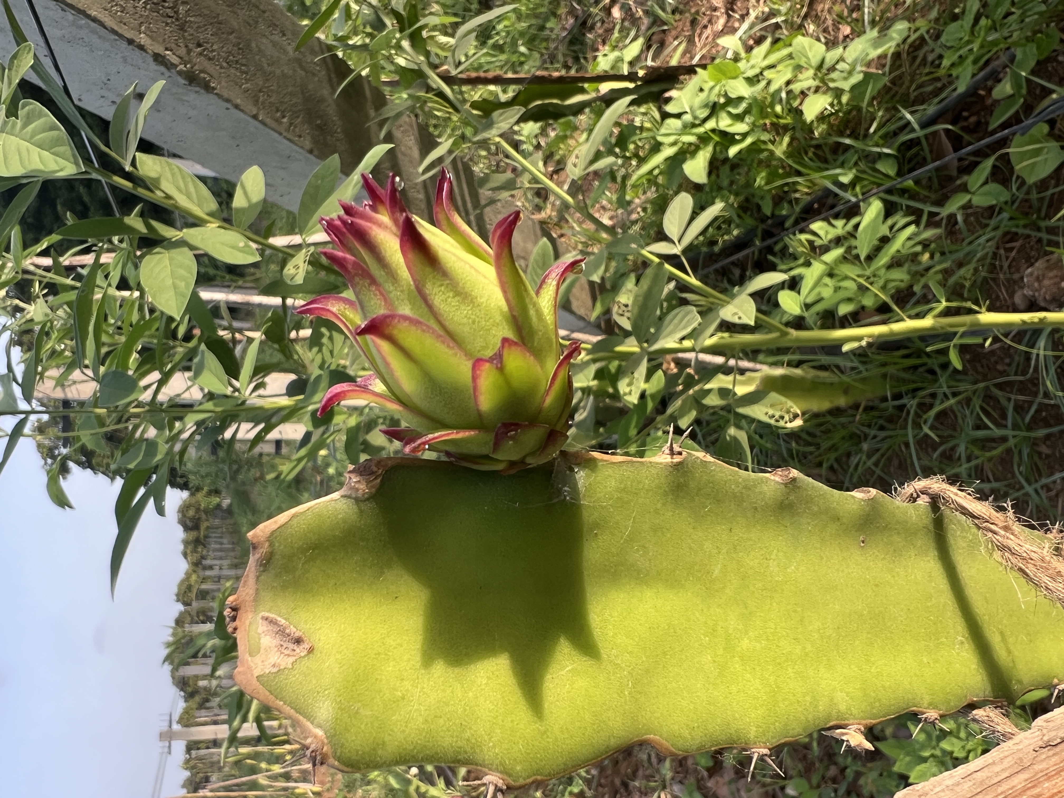 Dragonfruit harvest