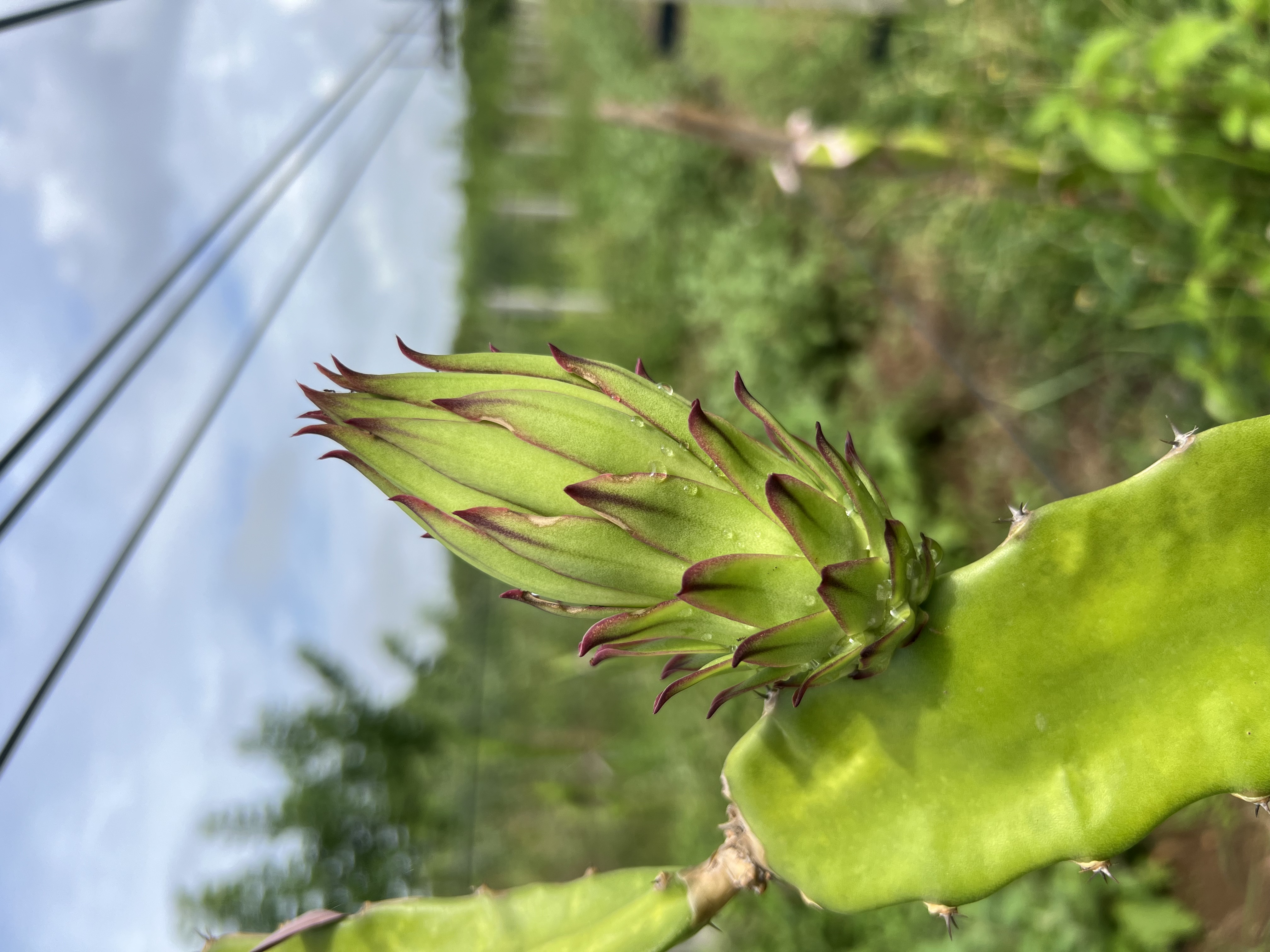 Dragonfruit plant