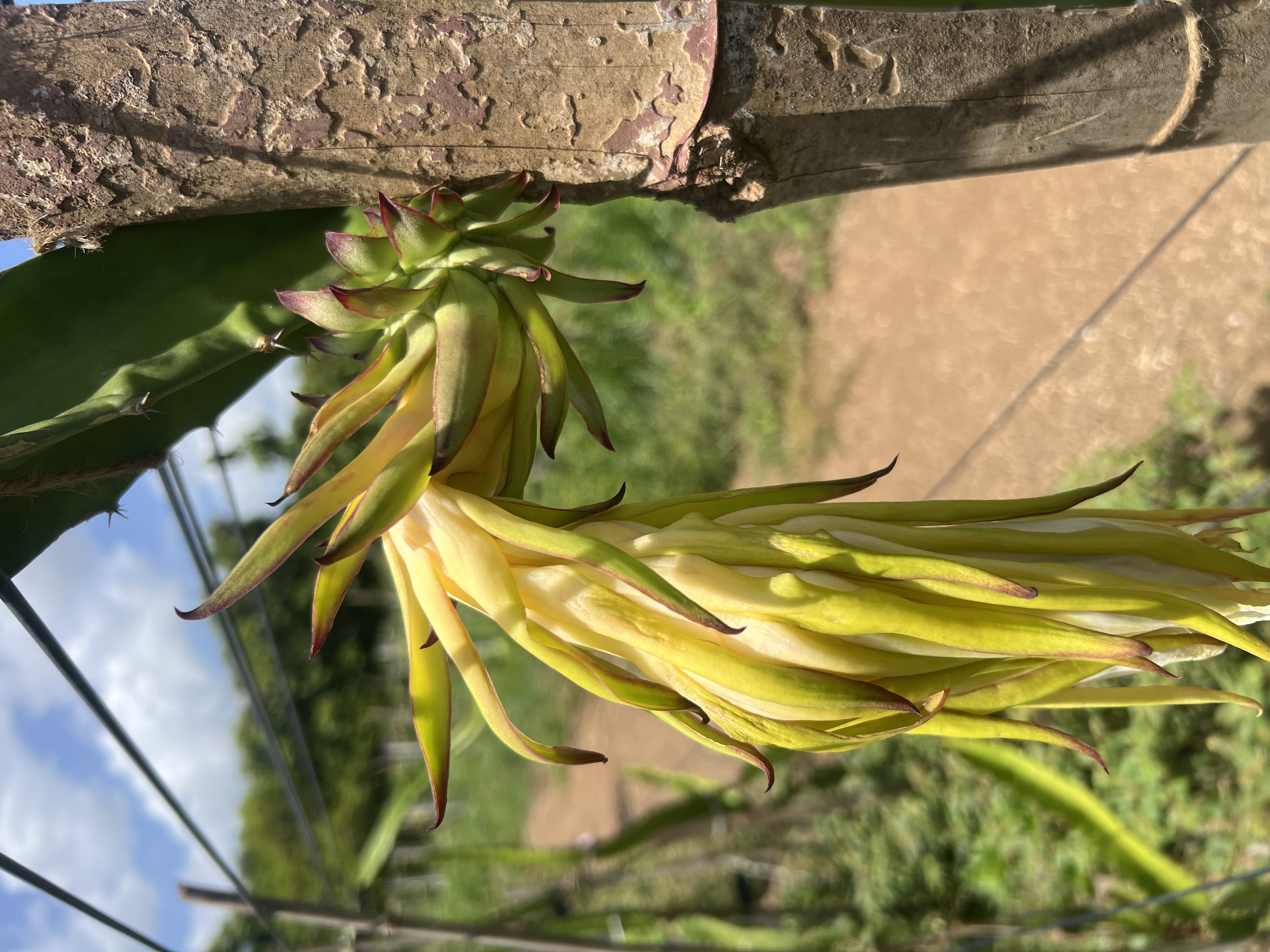 Sliced Dragonfruit