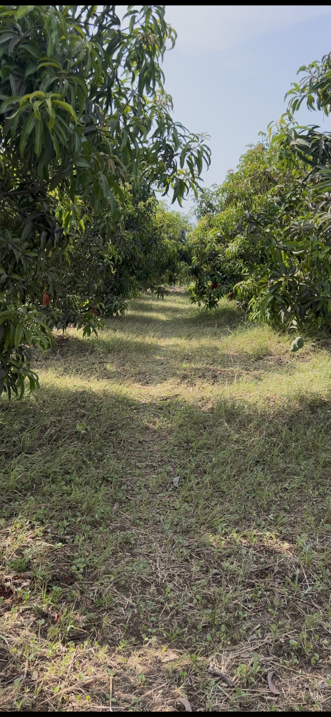 Mango Orchard