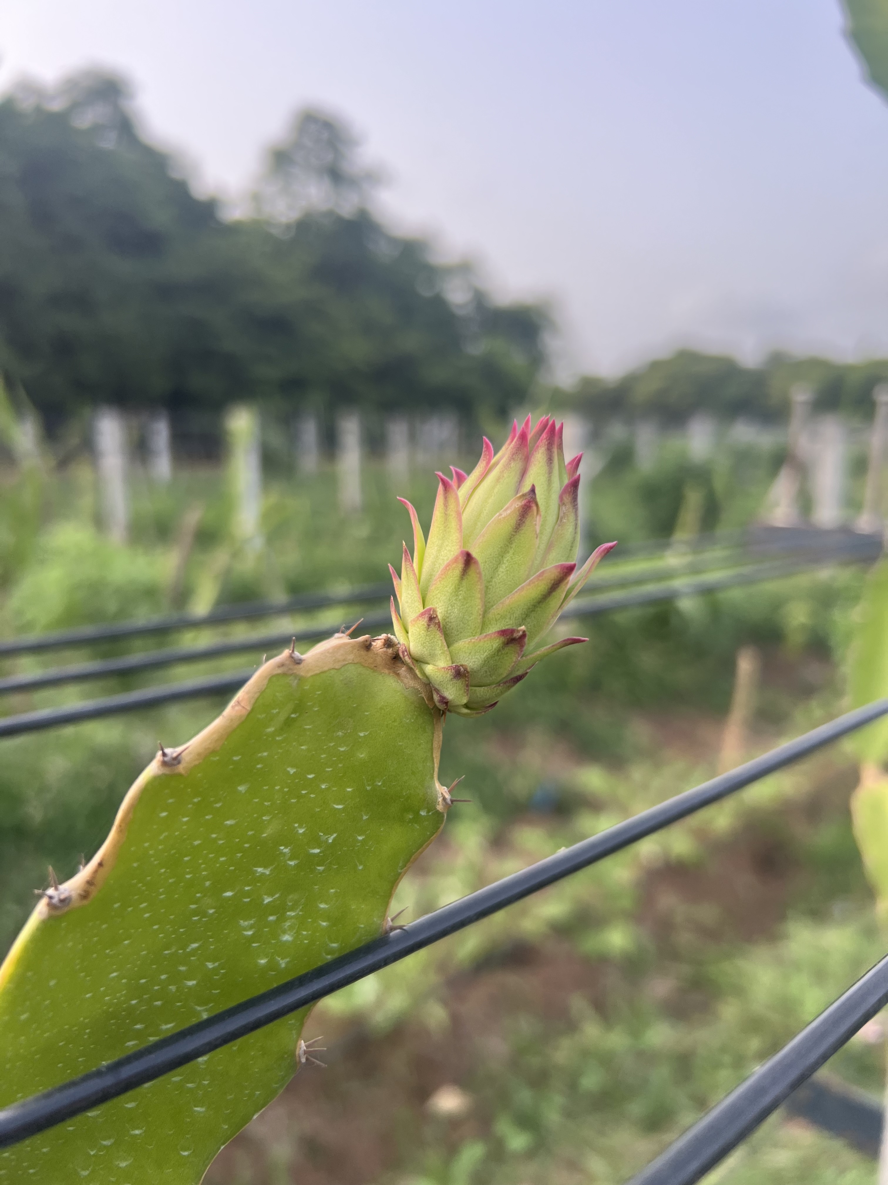 Dragonfruit plant