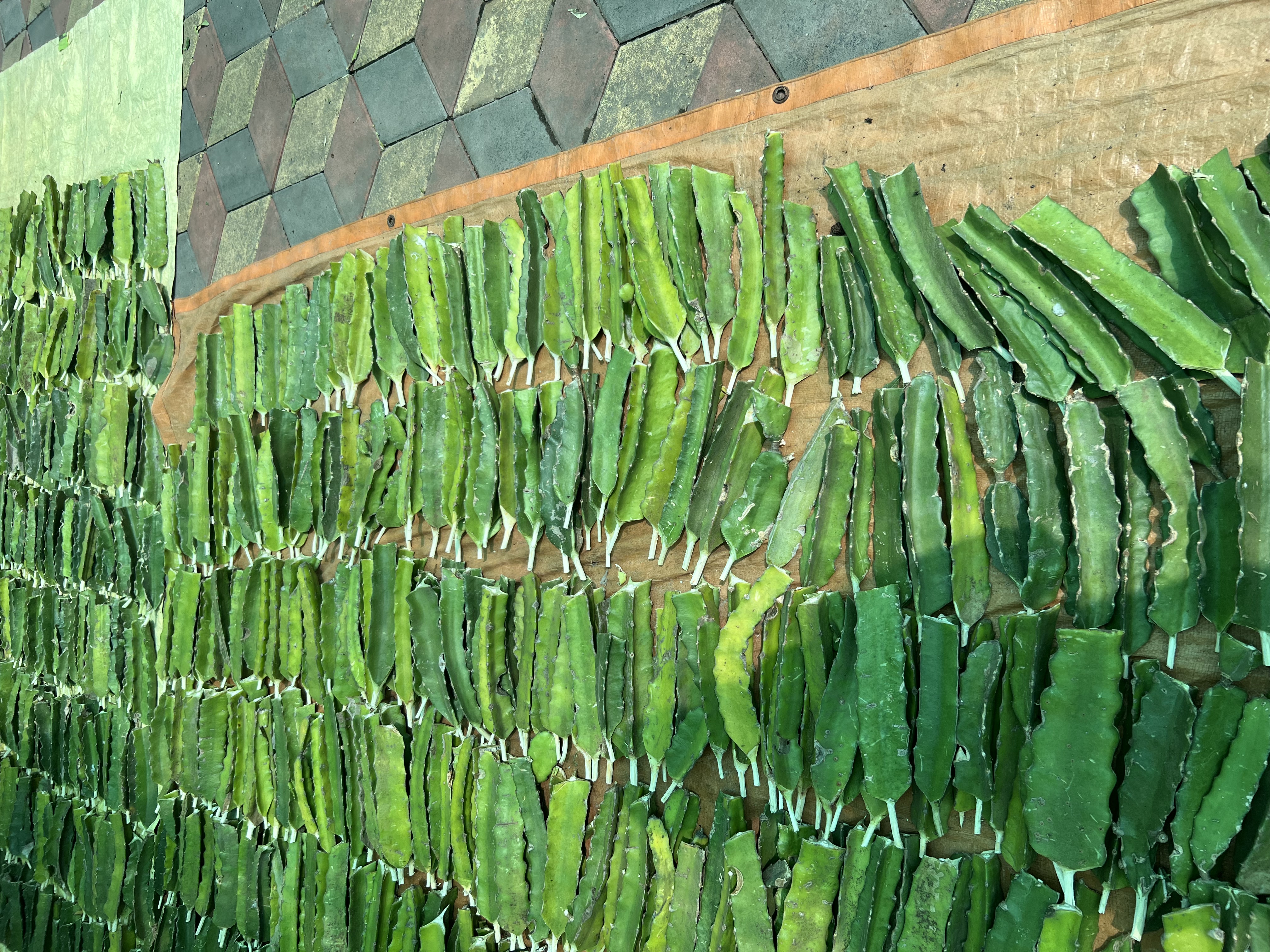Dragonfruit plant