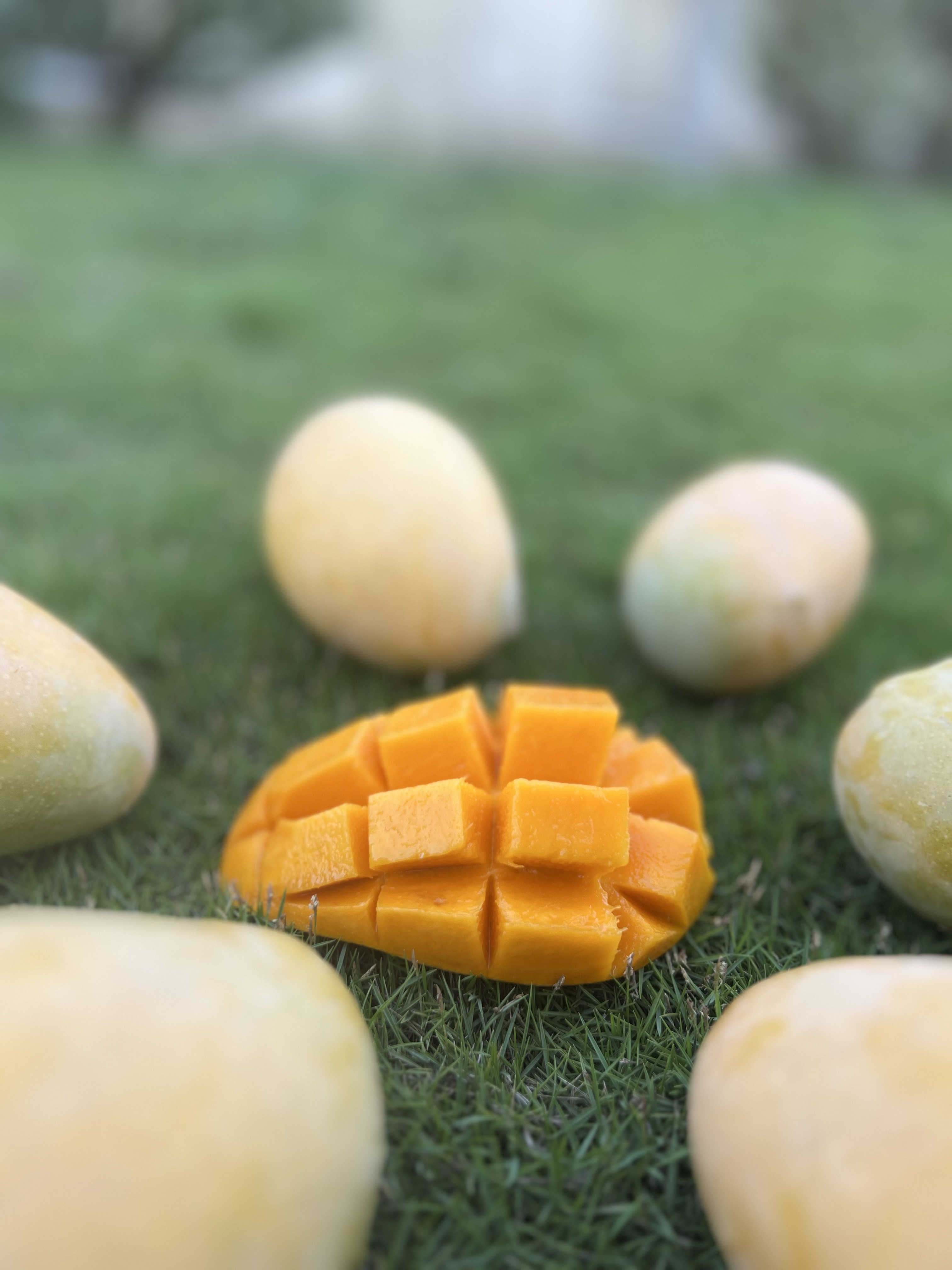 Pristine Kesar Mangoes