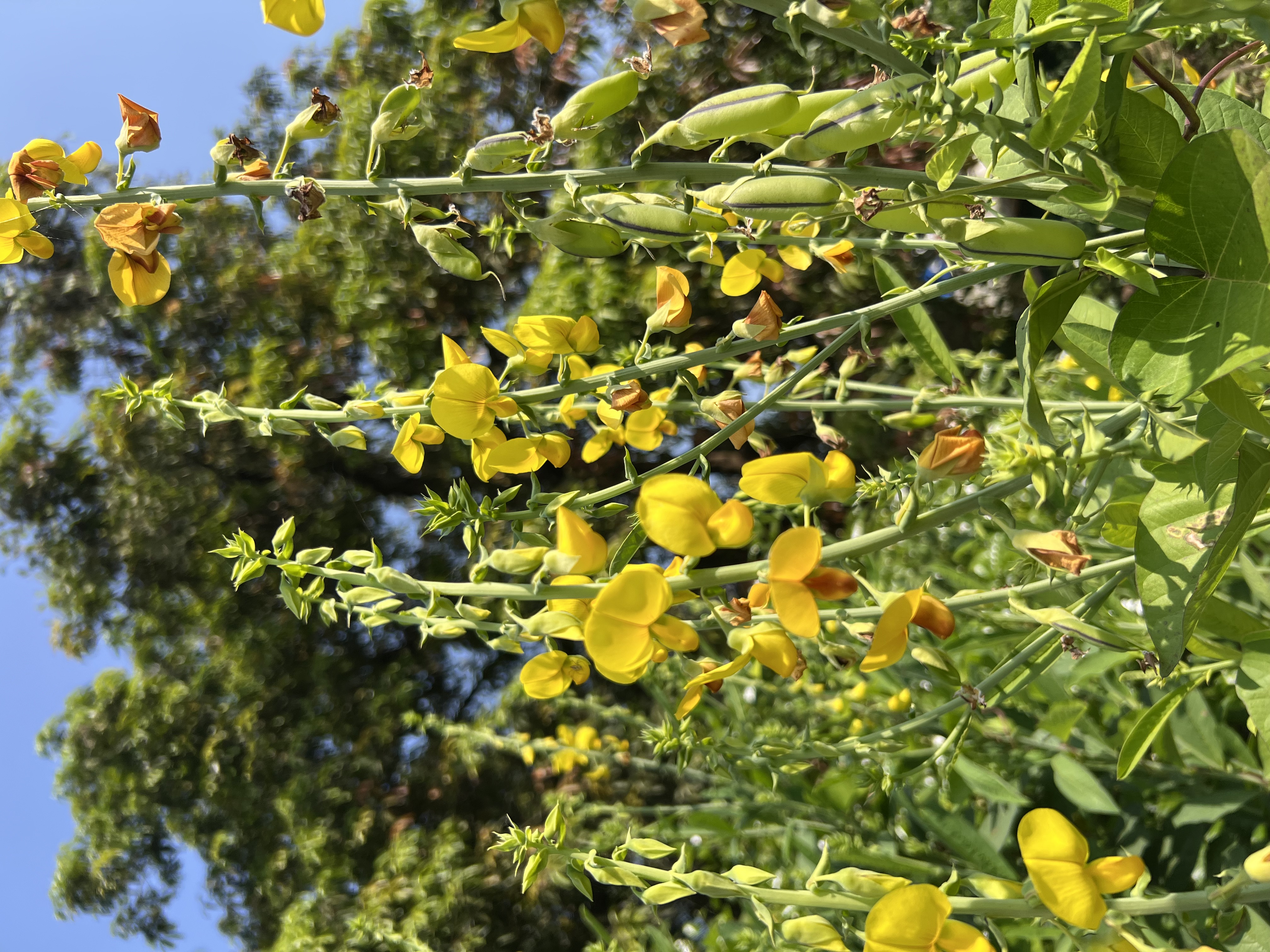 Farming harvest
